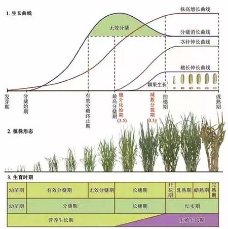 【周末独立营】你好，稻草人！保卫粮食，人人有责